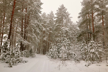 Belarus, Grodno, Snowy fairy forest around Molochnoe Lake.