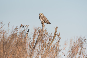 Portrait of short eared owl