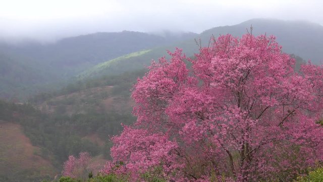 Beautiful cherry blossom sakura  (Prunus Cesacoides) in spring time over blue sky. In the last days of winter, the Mai Anh Dao cherry blossoms in Da Lat, Lam Dong province are creating beautiful scene