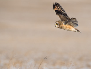 Fototapeta premium Short-eared owl in flight