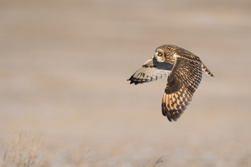 Short-eared owl in flight
