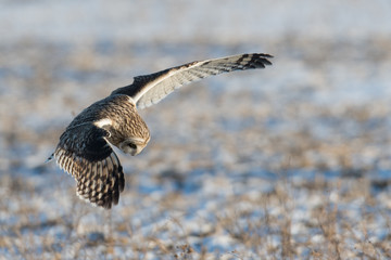 Short-eared owl in flight