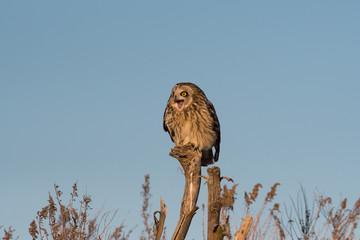 Portrait of short eared owl