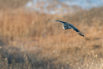 Short-eared owl in flight