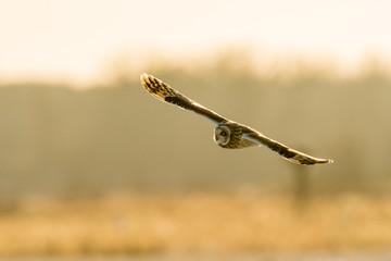 Short-eared owl in flight