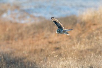 Short-eared owl in flight