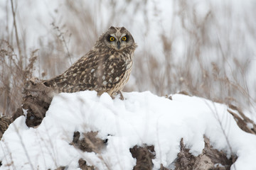 Short eared owl perched on ground