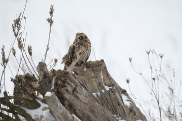 Short eared owl perched on ground
