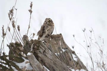 Short eared owl perched on ground