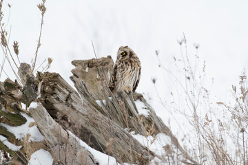 Short eared owl perched on ground