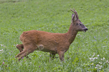 Rehbock auf grüner Wiese
