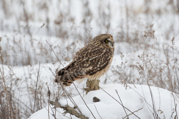 Short eared owl perched on ground