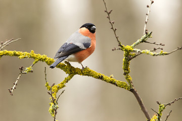 Eurasian bullfinch. Pyrrhula pyrrhula