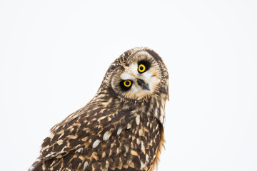 Portrait of short eared owl