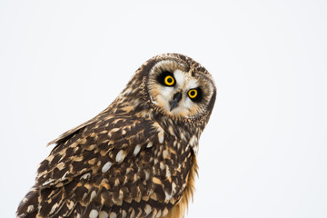 Portrait of short eared owl