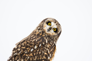 Fototapeta premium Portrait of short eared owl