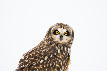 Portrait of short eared owl