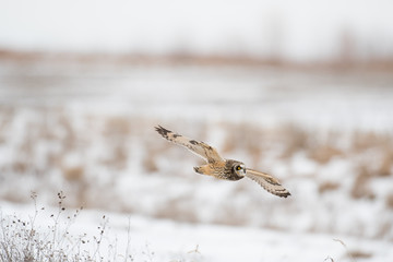 Short-eared owl in flight