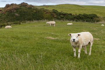sheared male of texel sheep (ovis aries) on grassland.