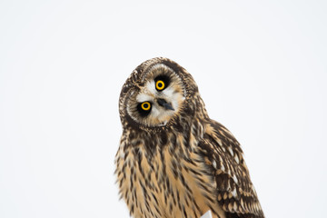 Portrait of short eared owl