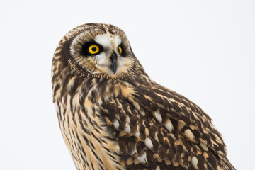 Portrait of short eared owl