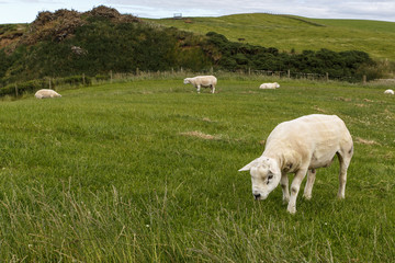 Fototapeta premium sheared male of texel sheep (ovis aries) on grassland.