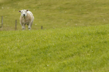 Fototapeta premium sheared male of texel sheep (ovis aries) on grassland.