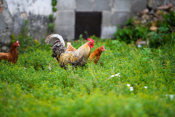 chicken