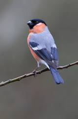 Eurasian bullfinch. Pyrrhula pyrrhula