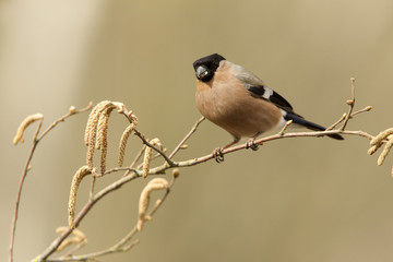 Eurasian bullfinch. Pyrrhula pyrrhula
