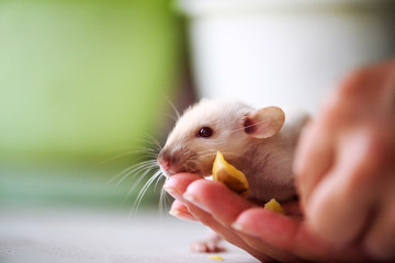 Funny curious white rat on human hands