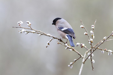 Eurasian bullfinch. Pyrrhula pyrrhula