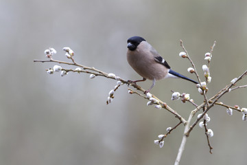 Eurasian bullfinch. Pyrrhula pyrrhula