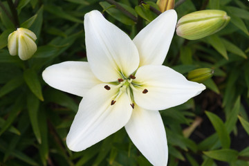 Flower white Lily on a green background. Blossom. Nature. Spring. Annunciation to the Blessed Virgin Mary. Symbol Purity.