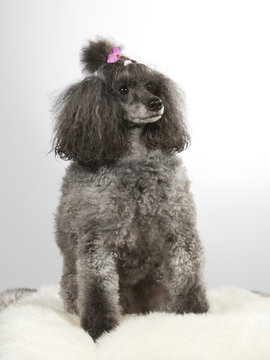 Poodle portrait. The poodle is wearing a pink hair bow. Image taken in a studio.