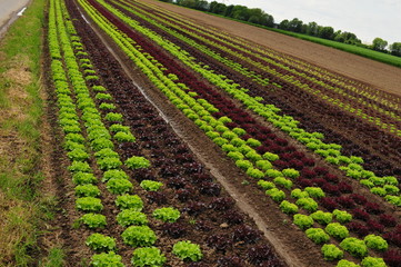 Salatfeld Kultur in einer Reihe