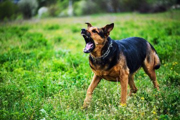 Angry dog