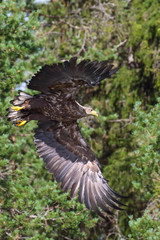 White-tailed eagle
