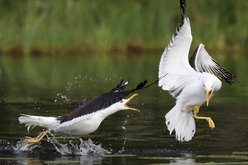 Lesser Black-backed Gull