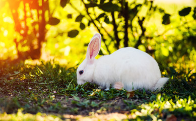 White rabbit on green grass