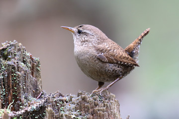 Wren