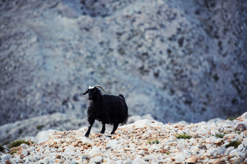 Single mountain goat standing on the top of Tahtali Mountain, Turkey.