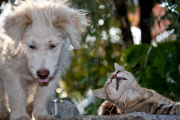 Cane e gatto