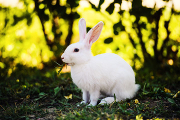 White rabbit on green grass