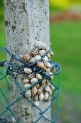 Zaunpfahl mit Schnecken und Muscheln