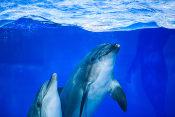 Beautiful dolphins swimming. Dolphin jumping above blue water