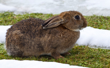 Brauner Osterhase