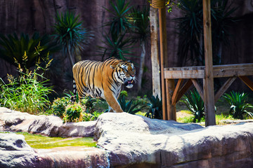 Beautiful Amur tiger