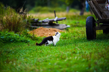 Sweet cat on green grass