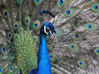 Pavo Real